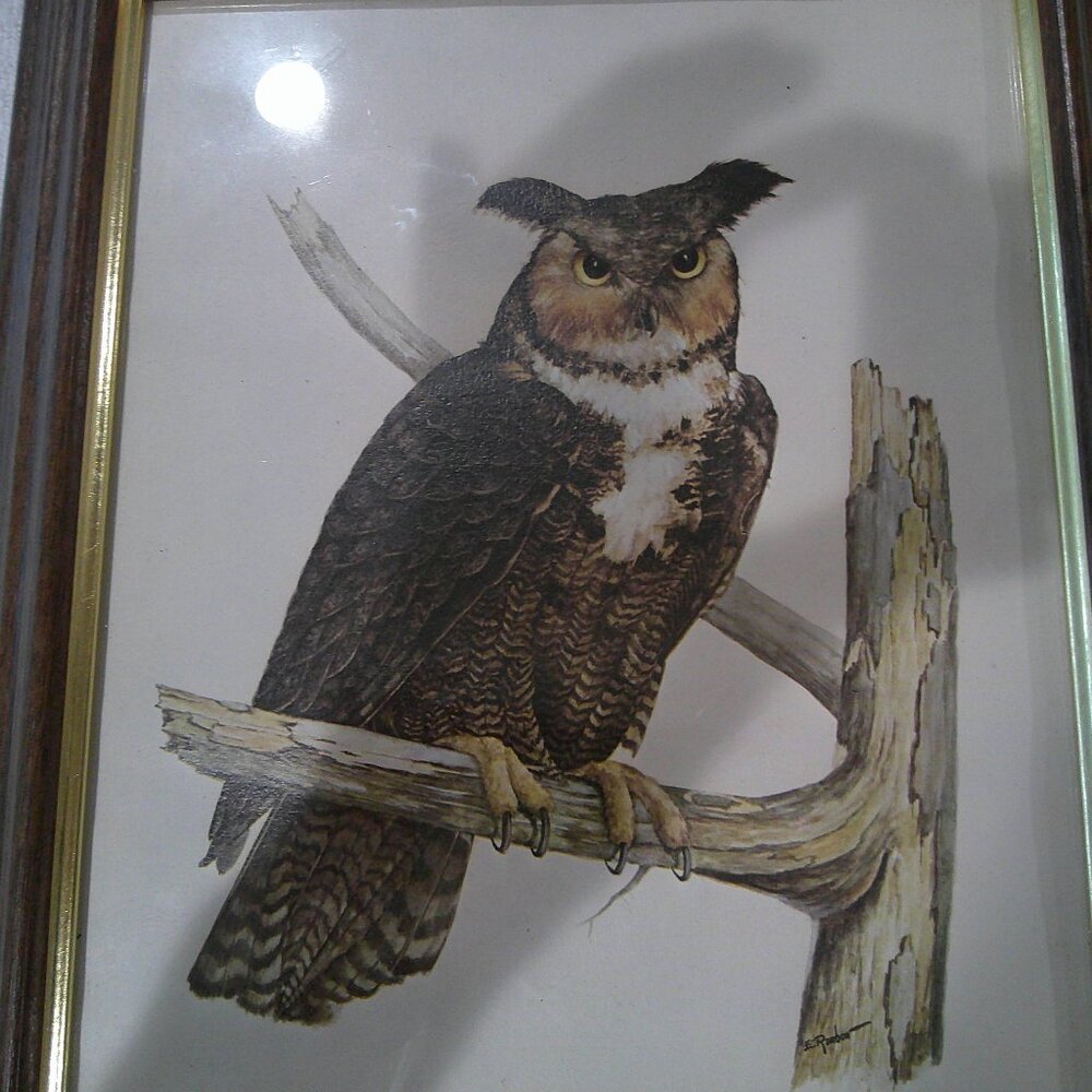 Framed Owl Picture 11X13